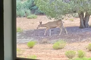 1575 S Roy Rd, Kingman, AZ 86401 - Photo 30