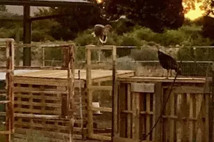 1575 S Roy Rd, Kingman, AZ 86401 - Photo 26