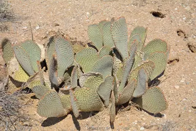 207-17-169A S Cherry Road, Yucca, AZ 86438 - Photo 20