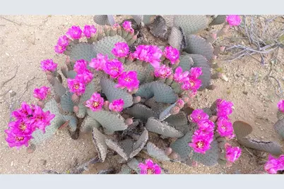 123-12-004 S Wild Bill Road, Yucca, AZ 86438 - Photo 6
