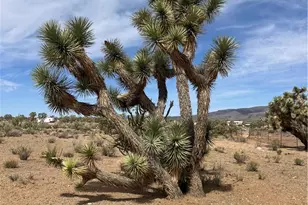 327-02-131 Sunflower Dr, Dolan Springs, AZ 86441 - Photo 1