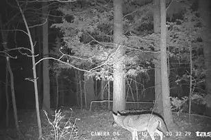 161 Cobblestone Rd, Shelbyville, MO 65565 - Photo 44