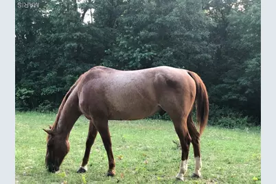 20292 Bcr 458, Marble Hill, MO 63764 - Photo 42