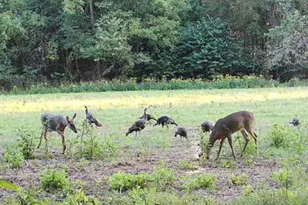 1310 Tillman Rd, Farmington, MO 63640 - Photo 20