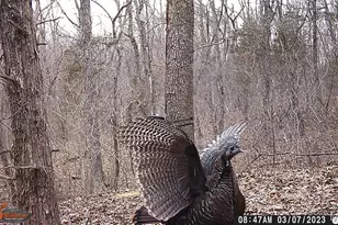 8995 Bammann Pl, Dittmer, MO 63023 - Photo 70