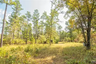 1981 Ripley Rte C, Doniphan, MO 63935 - Photo 48