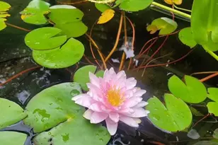 5400 Itaska St, Saint Louis, MO 63109 - Photo 38