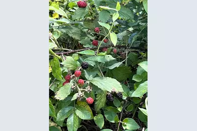 0 Kerick Lane, Bourbon, MO 65441 - Photo 56