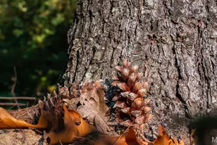 5400 Nolting Rd, French Village, MO 63036 - Photo 40