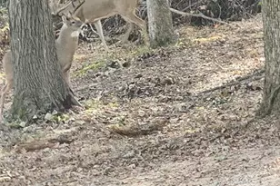 497 Honor Ln, Poplar Bluff, MO 63901 - Photo 8