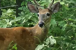 1855 Rock Springs Rd, Wright City, MO 63390 - Photo 1