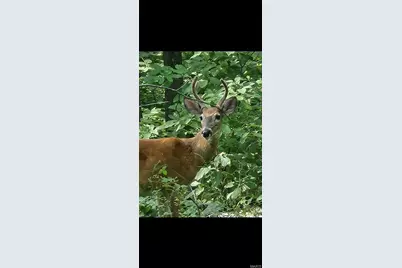 1835 Rock Springs Road, Wright City, MO 63390 - Photo 34