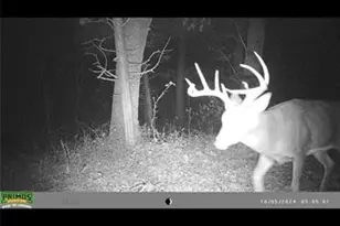 5362 W Anding Dr, Catawissa, MO 63015 - Photo 30