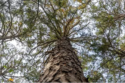 0 County Road 20A_245+/-, Bellerive, MO 63623 - Photo 58