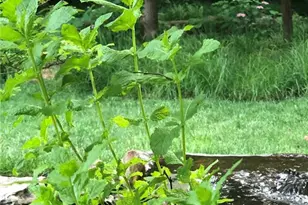 9515 Country Club Green, Saint Louis, MO 63127 - Photo 80