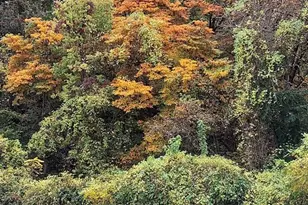 21 Marie Dr, Saint Charles, MO 63301 - Photo 24