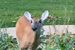 2535 S Hwy 19, Salem, MO 65560 - Photo 72