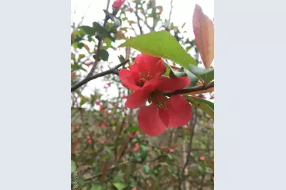 1315 Ridge Road, Wildwood, MO 63021 - Photo 90