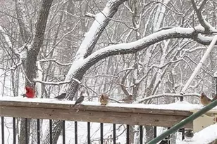 1315 Ridge Rd, Wildwood, MO 63021 - Photo 86