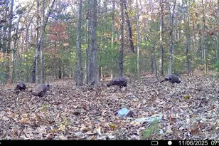 37118 Willow Rd, Plato, MO 65552 - Photo 44