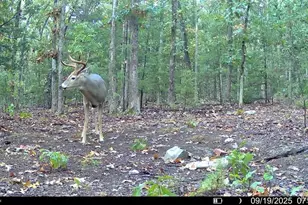 37118 Willow Rd, Plato, MO 65552 - Photo 42