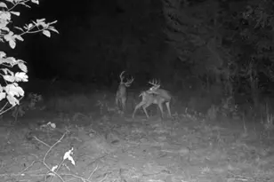 224 Chapel Pk Dr, Sullivan, MO 63080 - Photo 58