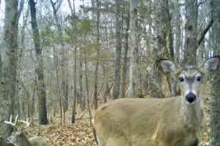 21805 Revere Ln, Waynesville, MO 65583 - Photo 64