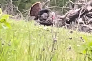 21805 Revere Ln, Waynesville, MO 65583 - Photo 8