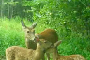 21805 Revere Ln, Waynesville, MO 65583 - Photo 66