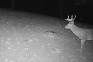 480 Lone Pine Ln, Saint Clair, MO 63077 - Photo 48