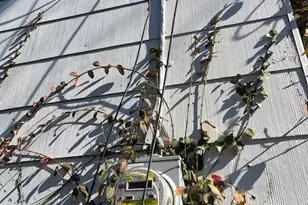 11041 Bernice Ave, Saint Ann, MO 63074 - Photo 18