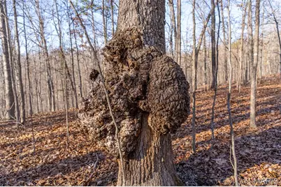 0 County Road 426, Washington, MO 63638 - Photo 14