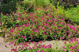 7435 Cornell Ave, Saint Louis, MO 63130 - Photo 30