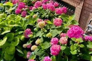 2846 Accomac St, Saint Louis, MO 63104 - Photo 40