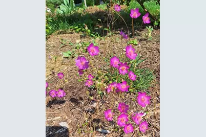 2620 Lyle Avenue, Maplewood, MO 63143 - Photo 42