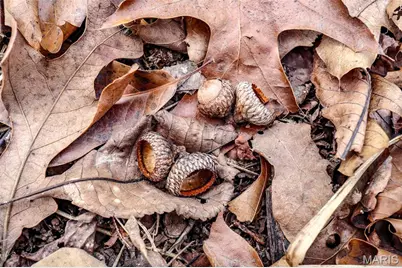 000 Pike 279, Bowling Green, MO 63334 - Photo 22