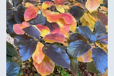 17 Praise Court, Fenton, MO 63026 - Photo 32