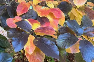 17 Praise Ct, Fenton, MO 63026 - Photo 32