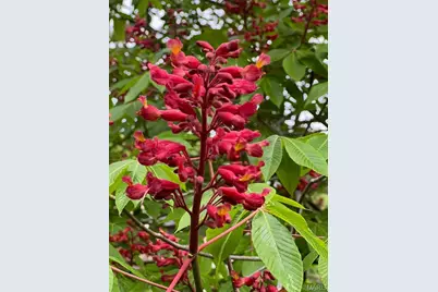 17 Praise Court, Fenton, MO 63026 - Photo 34