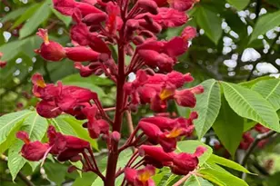 17 Praise Ct, Fenton, MO 63026 - Photo 34