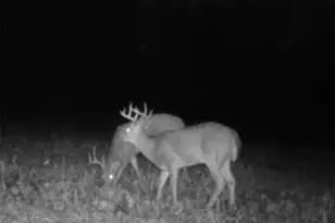 5437 Hwy D, Farmington, MO 63640 - Photo 76