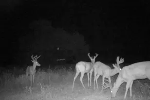 5437 Hwy D, Farmington, MO 63640 - Photo 74