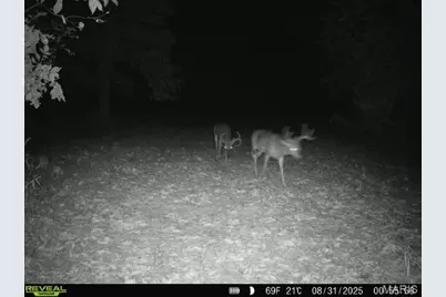 000 Hollingshead, Leasburg, MO 65453 - Photo 52