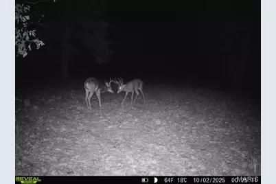 000 Hollingshead, Leasburg, MO 65453 - Photo 58