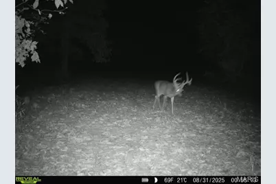 000 Hollingshead, Leasburg, MO 65453 - Photo 26