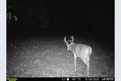 000 Hollingshead, Leasburg, MO 65453 - Photo 60