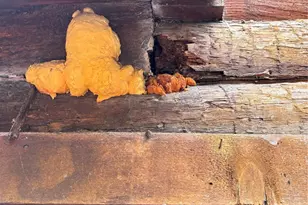 9740 Ridgecrest Dr, Hillsboro, MO 63050 - Photo 16