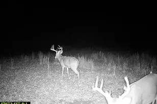 10420 Cedar Hollow Rd, Fletcher, MO 63030 - Photo 20