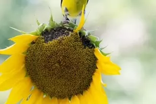 7916 Lyle Ln, Dittmer, MO 63023 - Photo 58