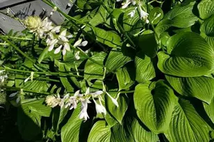 394 Parkway Dr, Troy, MO 63379 - Photo 40